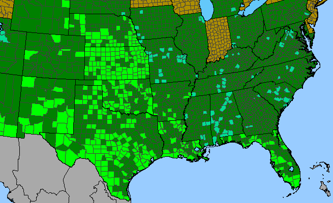 The range of Euphorbia prostrata